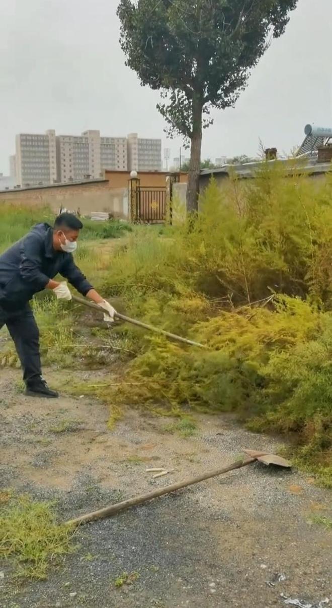 内蒙古网红“拔钉小哥”开始拔蒿草了，带动更多人集体“除蒿”抗击鼻炎