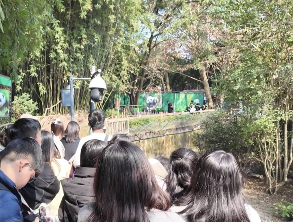 2小时队白排！熊孩子一颗螺帽，让全网顶流“花花”被迫“下班”，百名游客梦碎成都