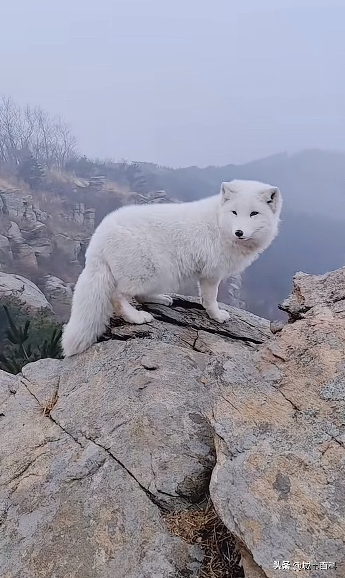 烟台磁山小白狐“整容式”逆袭!泪痕红眼全消失,背后真相令人心疼