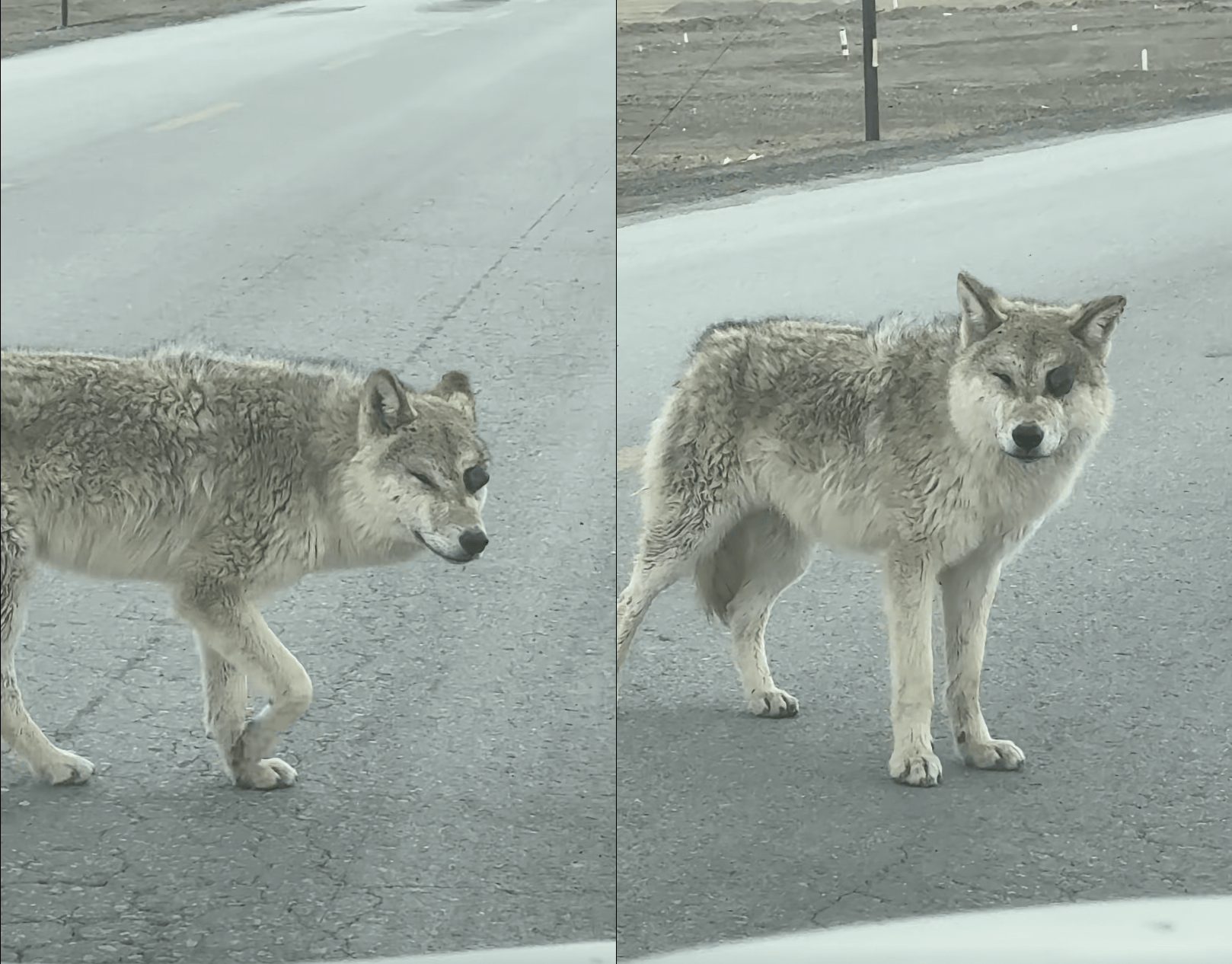 可可西里“网红狼”眼球爆出，疑遭弹弓击伤！善良投喂正把它们推向绝路