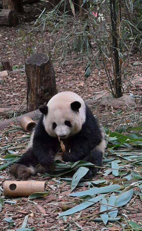 导游玩火！当众称“花花”是残疾，游客报警，大熊猫基地紧急闭馆